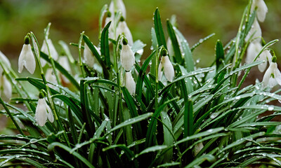 Snowdrops after rain