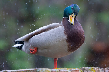 Gray-winged, green-headed duck perched on a wall during a storm. Bird in the rain. Wild bird. Wild duck.