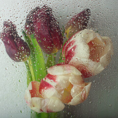 A bouquet of tulips behind a translucent cellophane film with water drops. Blurred image of flowering plants. Soft focus. Artificial noise and graininess