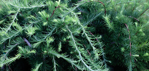 Larch brunch texture in daylight close up