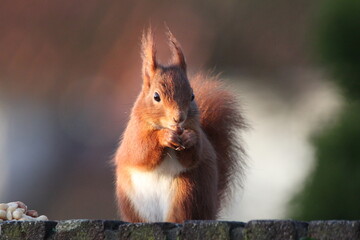 Naklejka na ściany i meble red squirrel eating nut