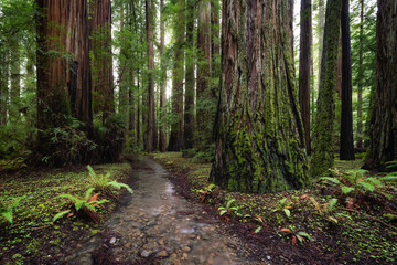 Redwood Forest Landscape in Beautiful Northern California - 424825933