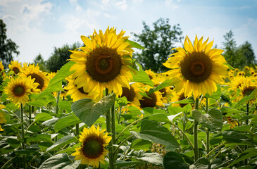 Beautiful and large sunflowers on a sunny day on the field.