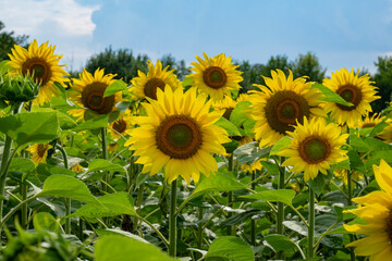 Obraz premium Beautiful and large sunflowers on a sunny day on the field.
