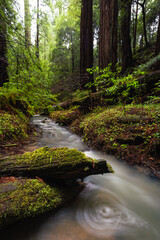 Redwood Forest Landscape in Beautiful Northern California - 424826194