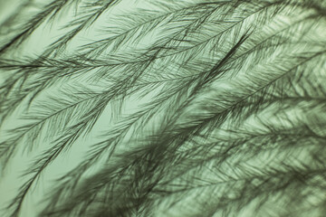 Closeup of the down feather of a bird. The bird's feather is close, fluff like seaweed or fairy trees, an abstraction of tenderness and lightness