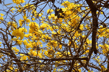 Yellow flowers and leaves  in tree