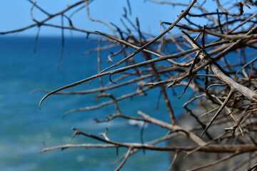 Ramas secas  bajo el sol de la playa caribeña