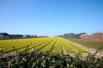 Beautiful field of daffodils with greenhouses and buildings on a sunny day
