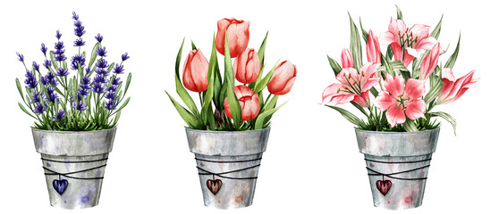 Watercolor flower arrangements in pots. Tulips, lilies, lavender. Great for stickers, spring cards, paper and decor © Siawi_art