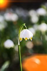 Obraz premium snowflake flare spring