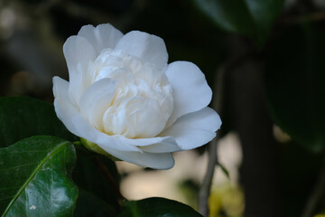 Un fiore bianco di camelia su un albero.
