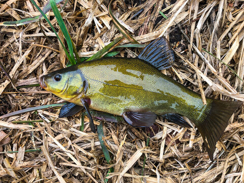 Fish of tench