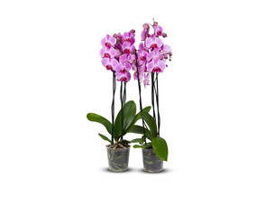 Fototapeta na wymiar Purple orchids in pots adorn the balcony isolated with clipping path 