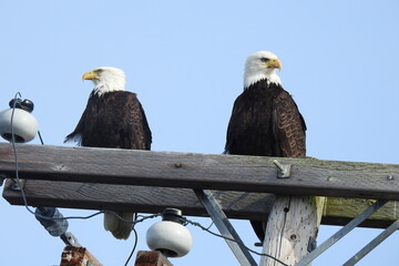  A couple of Bald Eagles perched on a utility pole, on Whidbey Island, in the Pacific Northwest, Washington State.