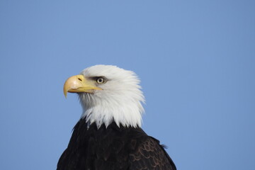 Bald Eagle enjoying a beautiful day on Whidbey Island, in the Pacific Northwest, Washington State.