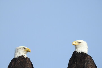 Bald Eagles enjoying a beautiful day on Whidbey Island, in the Pacific Northwest, Washington State.