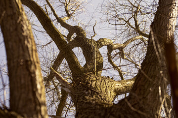 Fototapeta na wymiar tree growing into the sky
