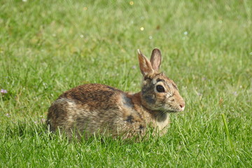 Naklejka na ściany i meble A bunny living in Langley, on Whidbey Island, in the Pacific Northwest, Washington State.