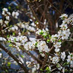 Spring impressions with fruit blossoms in the sunshine in front of a blurred background.