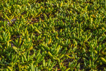 Plantas de playa, verde natural textura