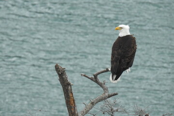 Bald Eagle perched on a branch above the Puget Sound, in the Pacific Northwest, Washington State.