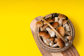 Full wicker basket of Boletus Edulis isolated on yellow background. Edible mushroom basket with space for text. Nobody