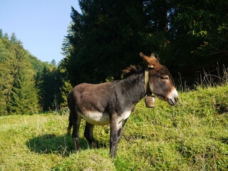 Donkey