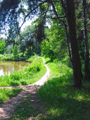 Fototapeta premium quiet summer Russian landscape with a rural path, trees and lush grass