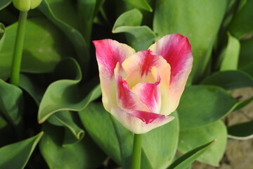 Beautiful tulips, tulip festival, Skagit Valley, Pacific Northwest, Washington State.
