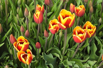 Beautiful tulips, tulip festival, Skagit Valley, Washington State.