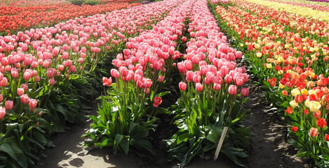 Beautiful tulips, tulip festival, Skagit Valley, Pacific Northwest, Washington State.