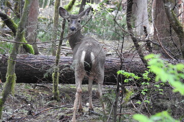 Columbian black-tailed deer doe living in the Pacific Northwest,  Northern Cascades National Park, Washington State.