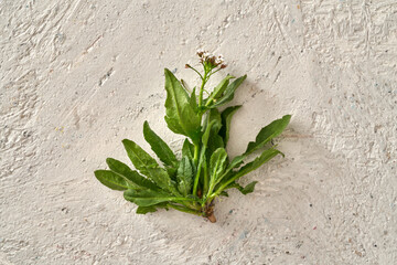 Shepherd's purse collected in early spring - wild edible plant whose young leaves can be eaten raw in salads