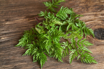 Young cow parsley leaves on a table - wild edible plant growing in early spring