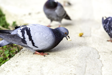 Pigeons on street