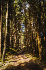 Forest in Austria on sunny spring day.