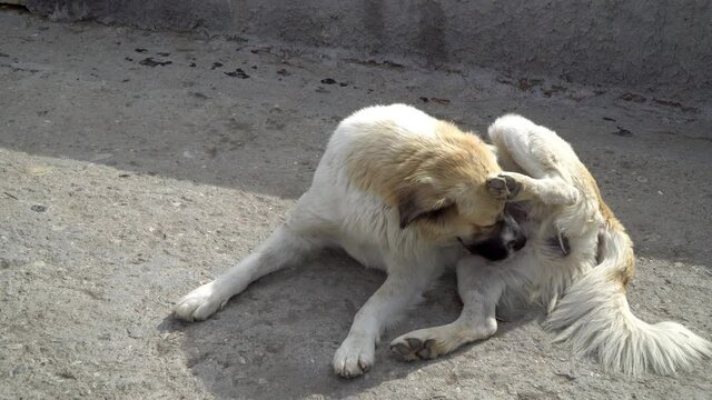 Dog lick its intimate reproduction organs. Dog licked himself ass