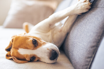 Beagle dog tired sleeps on a cozy sofa in livingroom