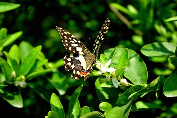 butterfly on a flower