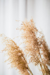 dried flowers in a glass jar, a bunch of a bouquet of dry herbs, ears in a vase on a white background 