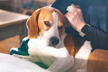 Beagle dog enjoy stroking while lying on sofa at home