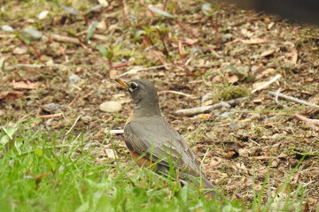 An American robin enjoying a beautiful day in the Pacific Northwest, Northern Cascades National Park, Washington State.