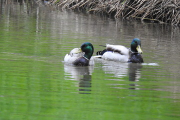 A pair of male mallard ducks enjoying a beautiful day in Lake Sammamish State Park, in the Pacific Northwest, King County, Washington State.