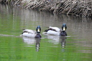 A pair of male mallard ducks enjoying a beautiful day in Lake Sammamish State Park, in the Pacific Northwest, King County, Washington State.
