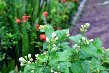 flowers in the garden