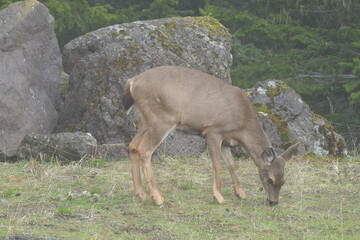 Columbian black-tailed deer roaming a foggy Olympic National Forest, in the Pacific Northwest, Washington State.