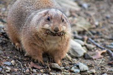 prairie dog eating