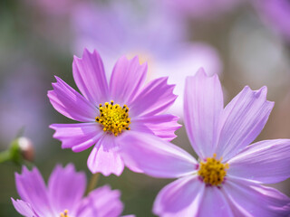 Obraz premium Color of Nature