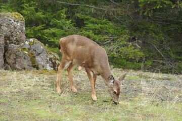 Columbian black-tailed deer roaming a foggy Olympic National Forest, in the Pacific Northwest, Washington State.